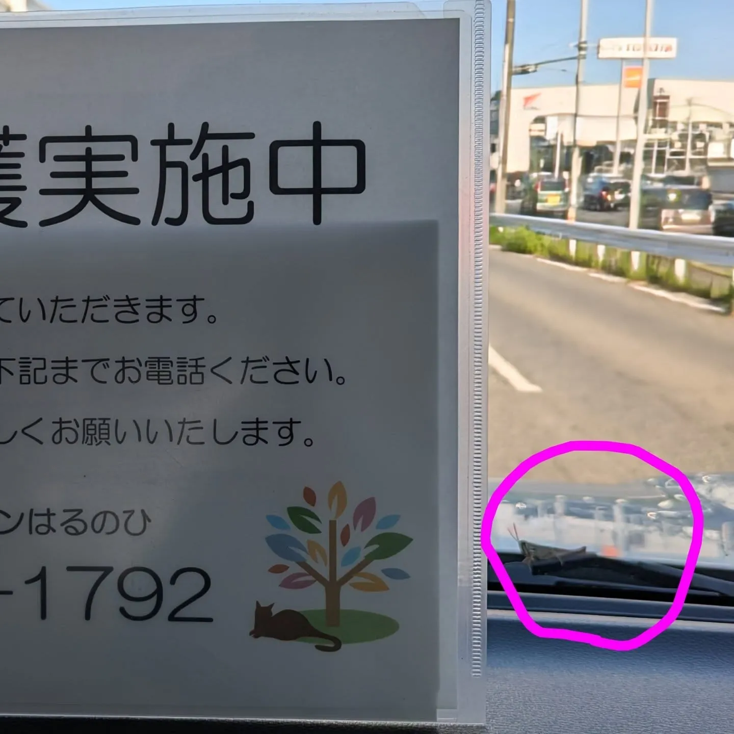 トノサマバッタ(赤ちゃん👶)